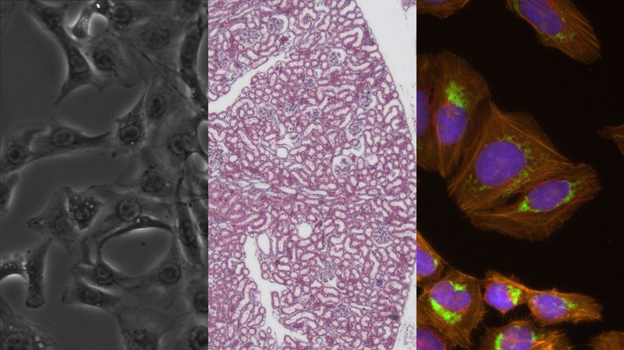 Mateo Multi Modal Imaging
